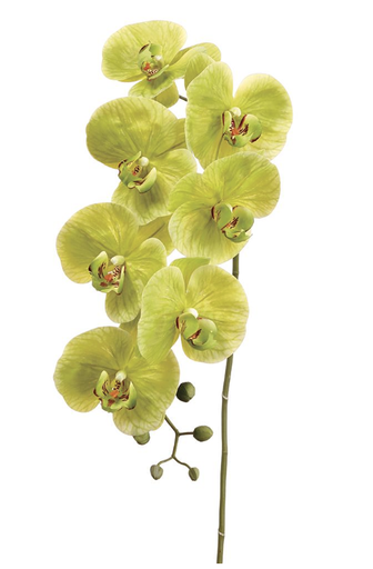 [FSO037-GR] Phalaenopsis Verde 42"