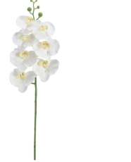 [FSO807-WH] Phalaenopsis Blanco 34.5"