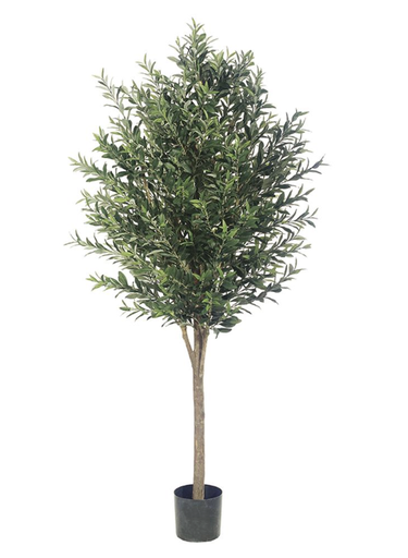 [LPO416-GR/TT] Olivo 6'