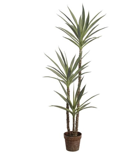 [LPY461-GR] Planta Yucca 59"