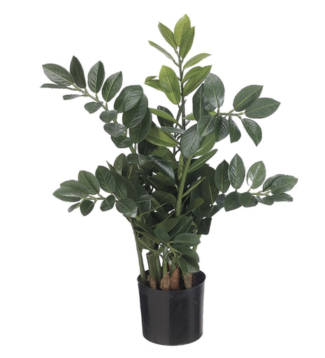 [LPZ211-GR]  Planta Zamia 26.75"