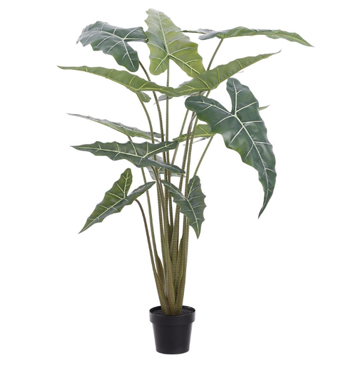 [LTA742-GR] Planta Alocacia 63"