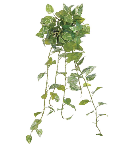 [PBP631-GR/WH] Pothos Marmoleado Colgante 42"