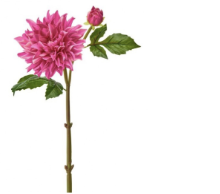 [MTF26784HTPK] Dalia Rosa 28"